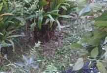 सनसनीखेज वारदात – बैनोली शिव मंदिर में साधु की हत्या